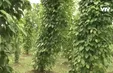 Quảng Nam: Nhiều giải pháp phát triển kinh tế vườn trang trại