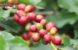 Tạo hướng đi bền vững cho cây cà phê ở Hướng Hóa, Quảng Trị