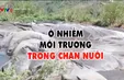 Ô nhiễm môi trường do trang trại chăn nuôi trái phép