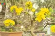 Mai Huế vào xuân