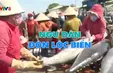 Ngư dân miền Trung đón lộc biển