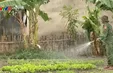 Đồng bào biên giới Kon Tum thoát nghèo nhờ mô hình của bộ đội biên phòng