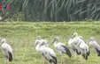 Nơi Cò nhạn tìm về
