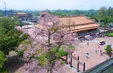 Sắc hoa ngô đồng trong Kinh thành Huế