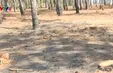 Gia Lai: Tan hoang rừng thông tại dự án sân golf Đắk Đoa