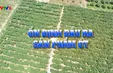 Ổn định đầu ra cho sản phẩm ớt