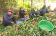 Tiềm năng xuất khẩu vải chín sớm ở tây Nguyên