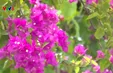 Sức sống Làng Thanh niên lập nghiệp