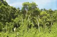 Bảo vệ rừng - Bảo vệ nguồn nước