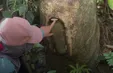 Làm tổ cho ong, giữ yên rừng già
