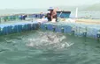 Chuyển đổi lồng bè truyền thống sang lồng bè HDPE
