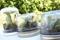 https://cdn-images.vtv.vn/thumb_w/630/2015/terrariums-1445852579513.jpg