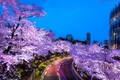 https://cdn-images.vtv.vn/thumb_w/630/2016/spring-japan-cherry-blossoms-national-geographics-91-1458807678224.jpg