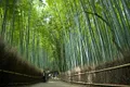 https://cdn-images.vtv.vn/thumb_w/630/Uploaded/ngoctuyet/2013_06_26/bamboo-arashiyama_30016_600x450.jpg