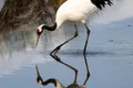 https://cdn-images.vtv.vn/thumb_w/630/Uploaded/ngoctuyet/2013_06_26/red-crowned-crane_30043_600x450.jpg