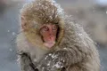 https://cdn-images.vtv.vn/thumb_w/630/Uploaded/ngoctuyet/2013_06_26/snow-monkey-nagano_30046_600x450.jpg