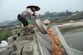 https://cdn-images.vtv.vn/thumb_w/630/Uploaded/quangphat/2014_01_22/ca_chep_23_thang_chap_6_VTV_Online_23012014.jpg