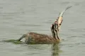 https://cdn-images.vtv.vn/thumb_w/630/Uploaded/quangphat/2014_03_18/an_tuong_2013_6_VTV_Online_18032014.jpg