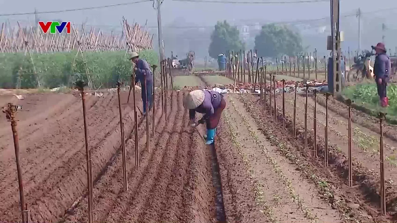 Khắc phục lúa, rau màu bị thiệt hại sau mưa lũ