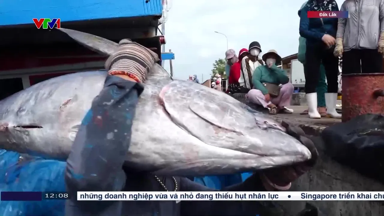 Ngư dân trúng đậm chuyến cá ngừ cuối năm