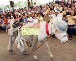 Lễ hội tôn vinh những chú lừa ở Mexico