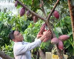 Cacao Việt Nam có hương vị hàng đầu thế giới