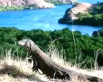 Đảo rồng Komodo - Điểm nhấn du lịch của Indonesia