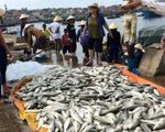 Lấy mẫu nước tìm nguyên nhân cá chết ở Tĩnh Gia, Thanh Hóa
