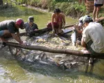 Giá cá tra tăng, nông dân ồ ạt thả nuôi