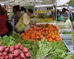 Greenmarket - Chợ nông sản sạch tại Mỹ