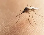 Bộ Y tế khuyến cáo về bệnh do vi rút ZIKA lây truyền qua muỗi Aedes