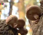 Shiitake - Nghề trồng nấm độc đáo trên cây ở Nhật