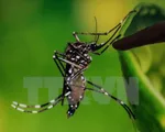 Muỗi thường cũng có thể truyền virus Zika