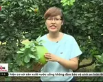 Bưởi da xanh vẫn an toàn dù dùng nhiều hóa chất?