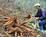 Ồ ạt trồng sắn, nhiều nông dân Tây Nguyên lâm cảnh nợ nần