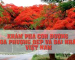 Khám phá con đường hoa phượng đẹp và dài nhất Việt Nam