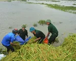 Long An: Bộ đội giúp dân cắt lúa chạy lũ