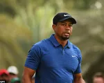 Tay golf huyền thoại Tiger Woods phải ngồi tù vì say xỉn lái xe