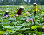 Trải nghiệm điểm du lịch mới phục vụ du khách Tết 2018 tại Đồng Tháp