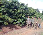 Nạn trộm cắp nông sản ở Tây Nguyên đã giảm