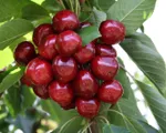 Nông dân làm giàu nhờ trồng cherry gắn với du lịch ở Trung Quốc