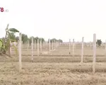 Thừa Thiên - Huế: Hàng trăm ha hoa màu mất trắng sau lũ