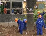 Hà Nội chặt hạ, di dời cây xanh trên đường Phạm Văn Đồng