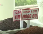 Sản xuất gạo sạch - Hướng đi bền vững