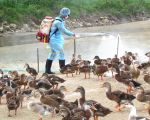 Phát hiện ổ dịch cúm A/H5N6 mới tại Quảng Ngãi