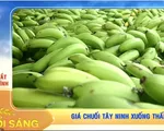 Giá chuối Tây Ninh xuống thấp