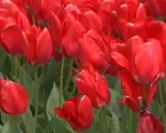 Rực rỡ lễ hội hoa tulip tại bang Washington (Mỹ)