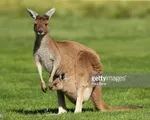 Australia cho bắn bớt kangaroo để bảo vệ nông nghiệp