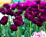 Rực rỡ cánh đồng hoa tulip tại Lisse, Hà Lan