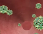 Mỹ: Phát hiện kháng thể vô hiệu hóa được 99#phantram chủng virus HIV